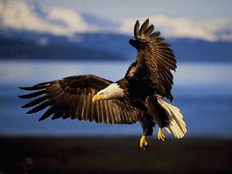 pictures of eagles