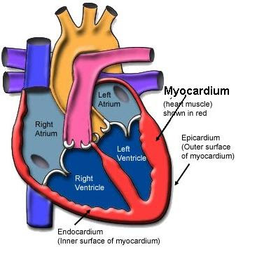 Science, Natural Phenomena & Medicine: Myocardium