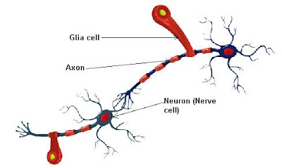 Neuroglia Cells