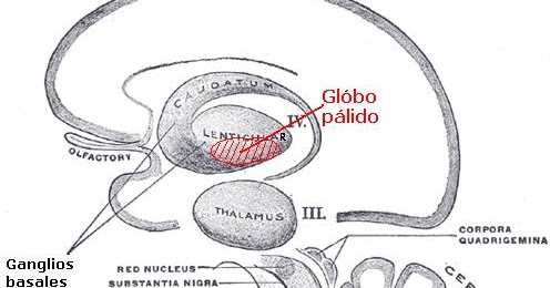 DRUG FOR HEALTH Globo Pálido