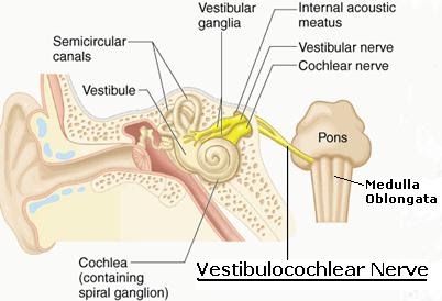 Vestibulocochlear Nerve (CN VIII)