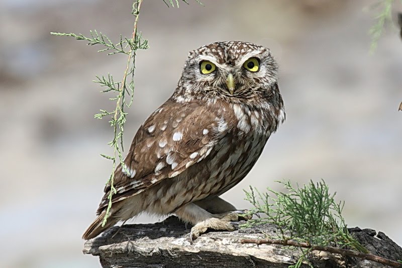 Nature in Greece Κουκουβάγια Little Owl