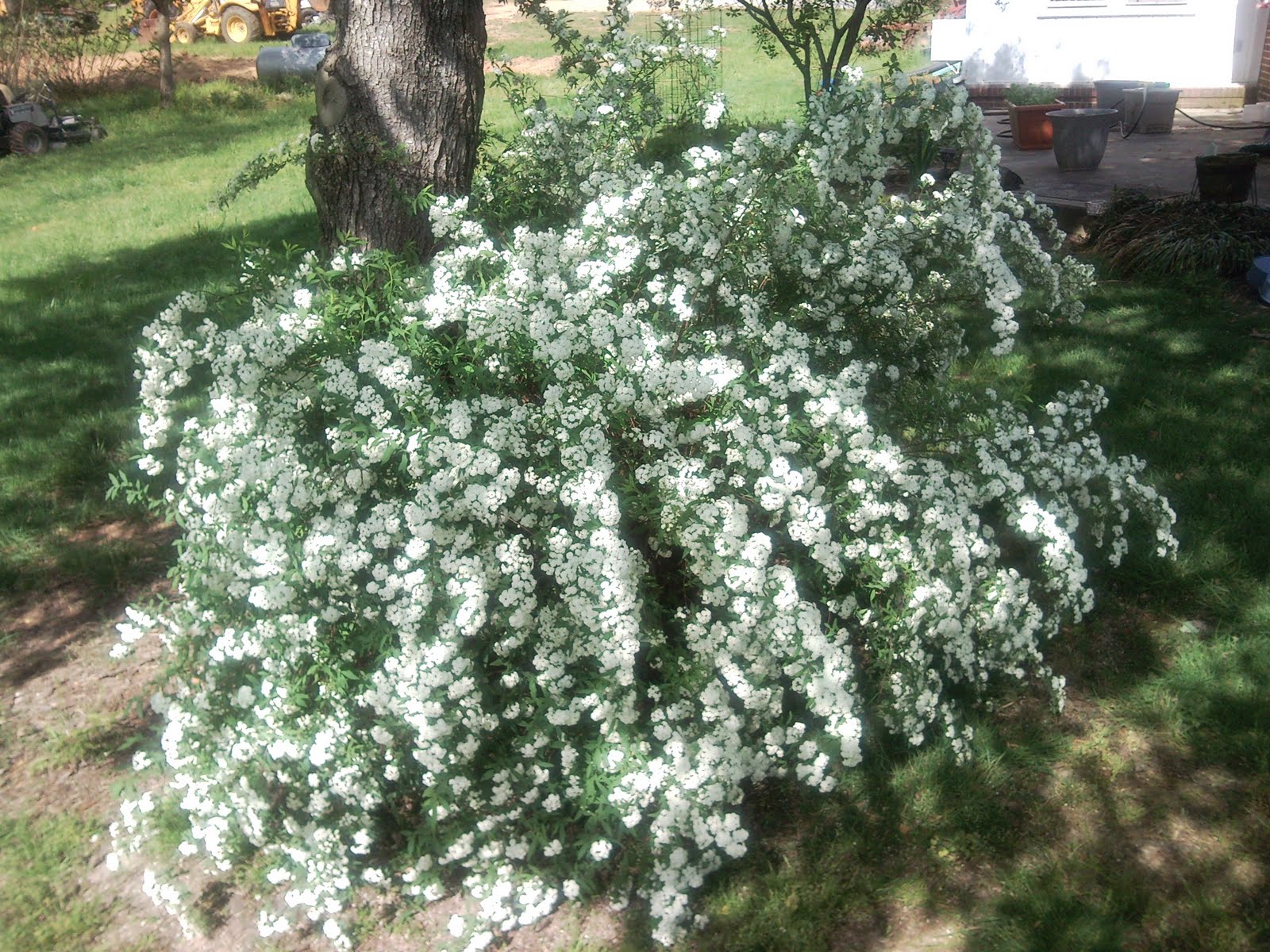 Frugal Tractor Mom Look What S Blooming Spiraea Cantoniensis