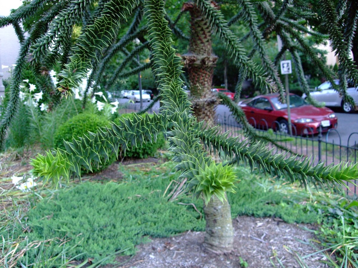 [Dscf1871.jpg]