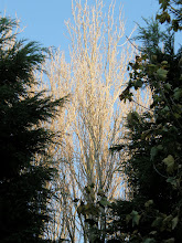 STUNNING BARE TREE