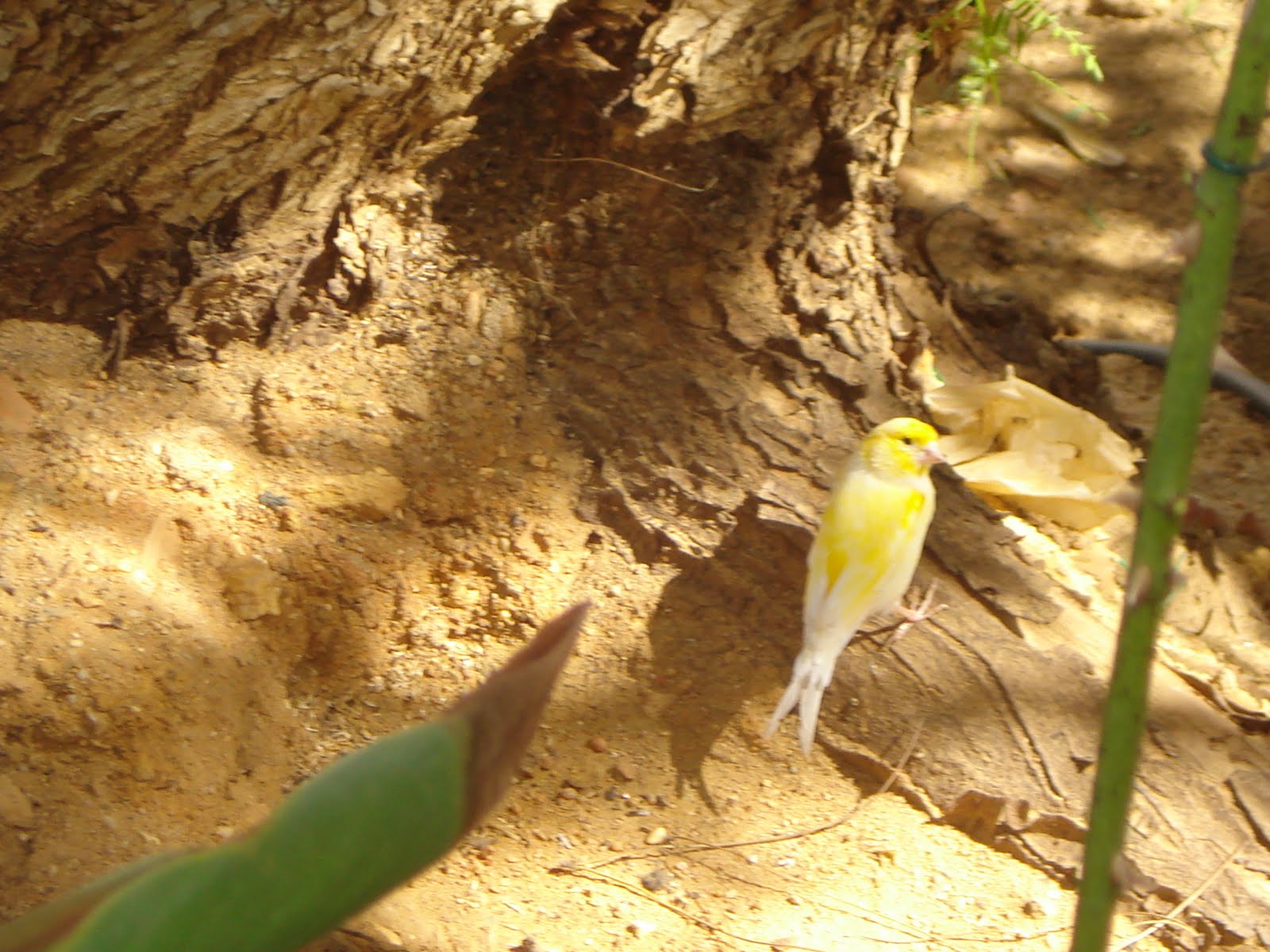 [DSC01729.JPG]