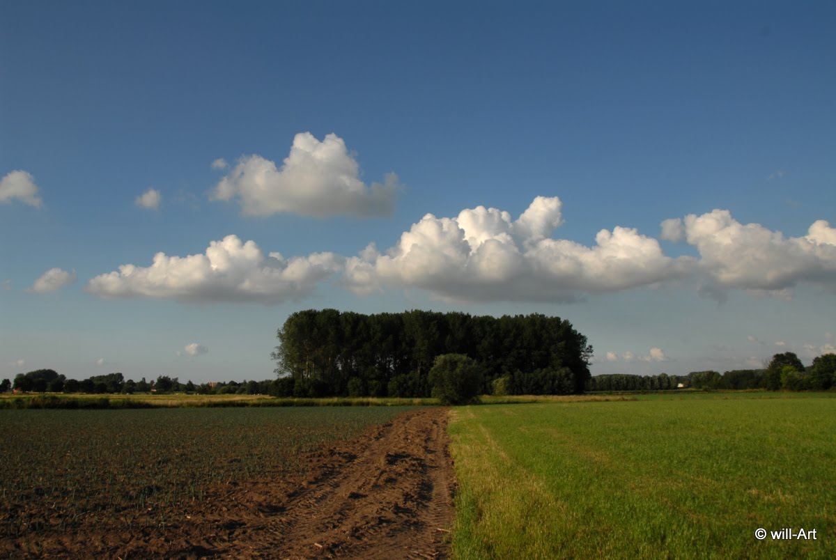 Het groene gezicht juli 2010