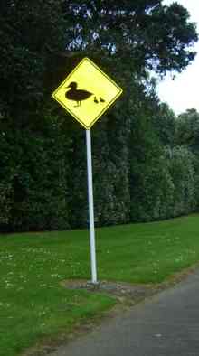 [duck.JPG]