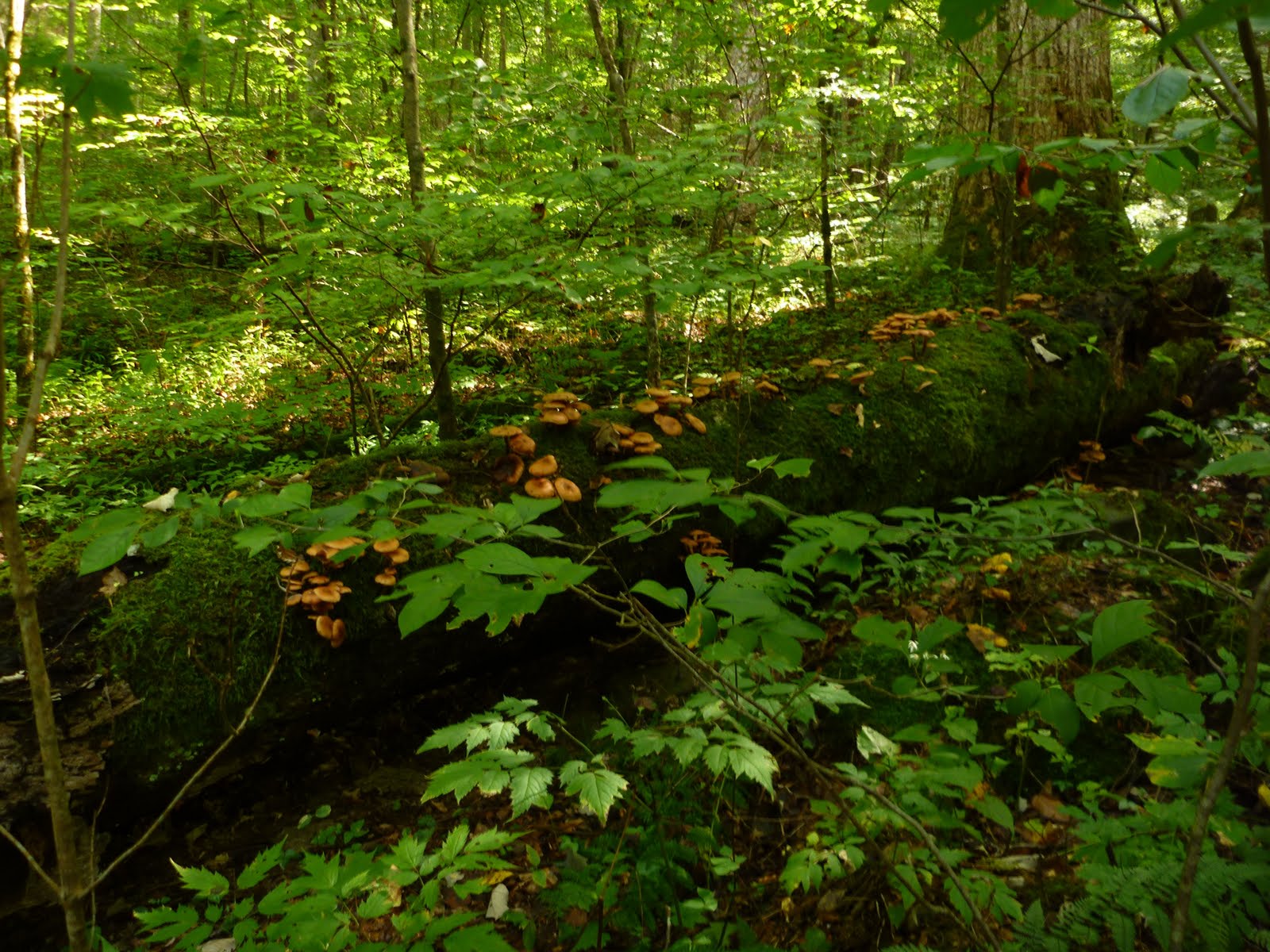 Forest With Mushrooms