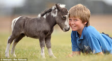 Miniature Horses Are FUN