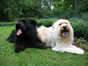 The Best Of Friends- Click to Read