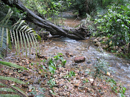 uprooted trees and streams