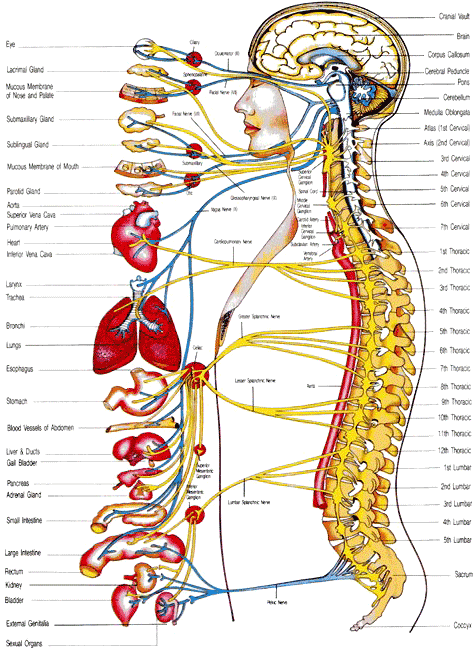 systems of body. Systems Of The Body.