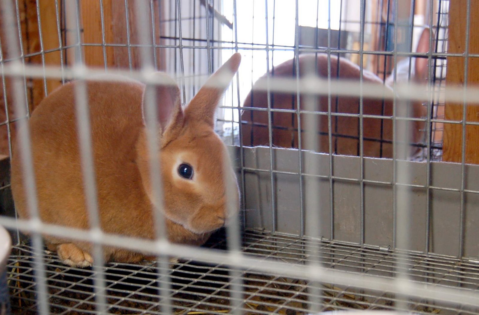 [red_bunny2.JPG]