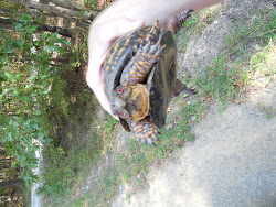 Mr. Turtle in Powhatan, VA