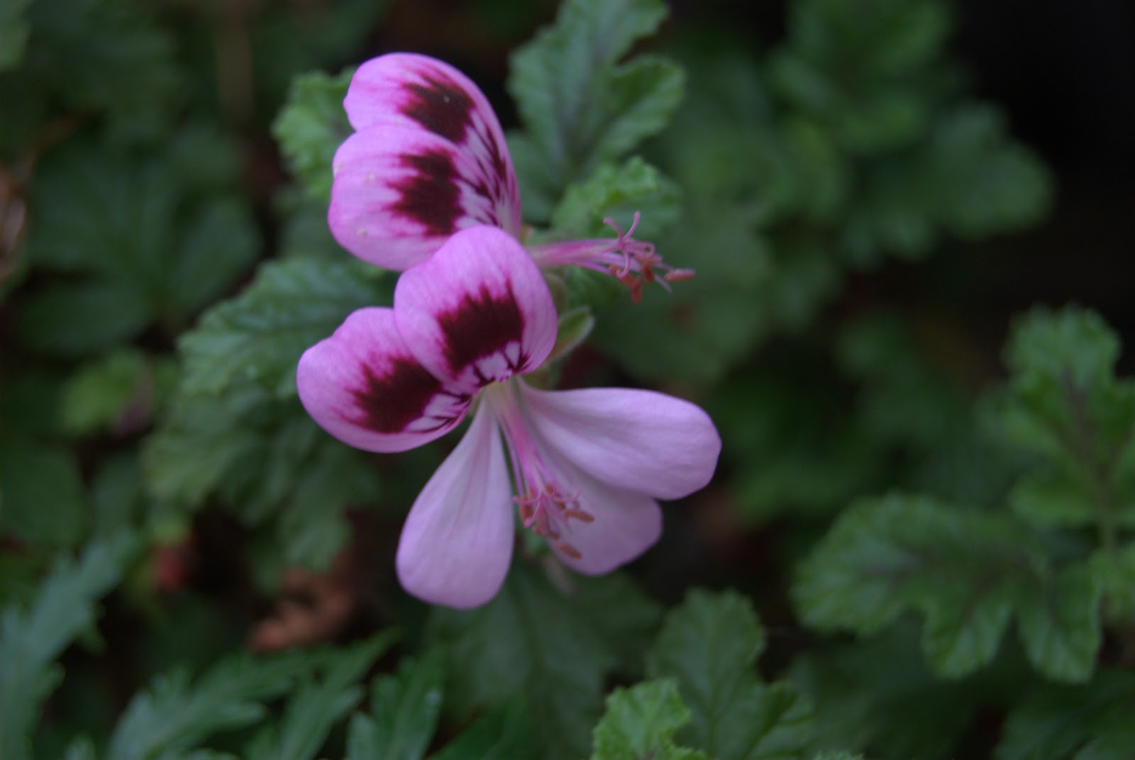 PERFECT PELARGONIUMS Scented Royal Oak