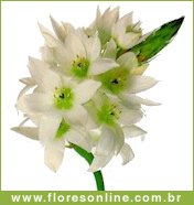 [flor19.bmp]