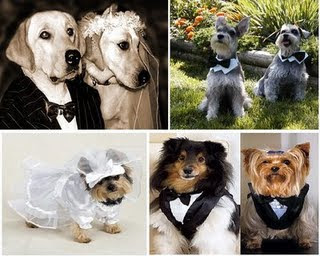 Cachorrinhos de daminha e pajem 3