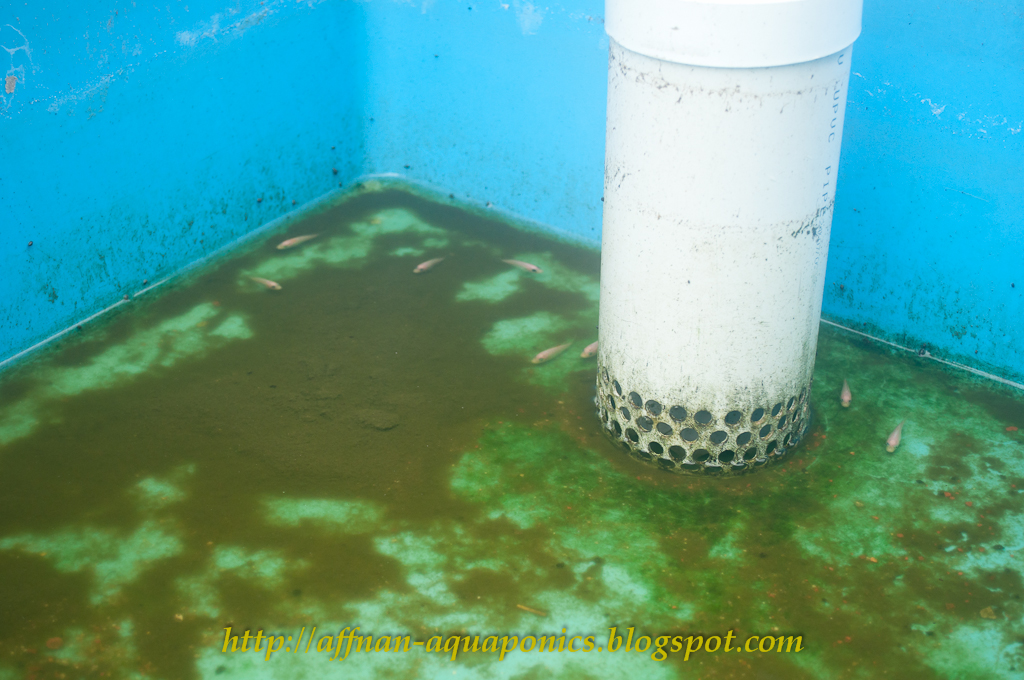 Affnan's Aquaponics Tilapia Breeding Part II