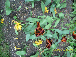 A tulip picture in France