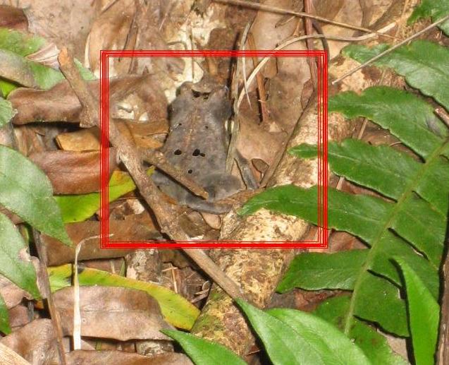 [Frog2.JPG]
