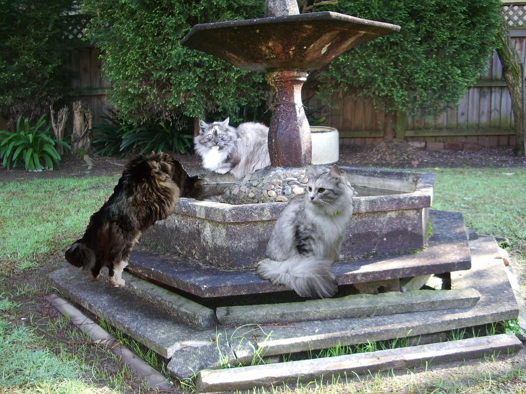Three SIFs in a Fountain