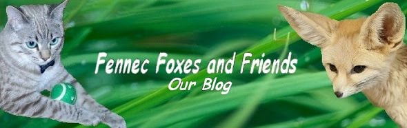 Fennec Foxes & Friends