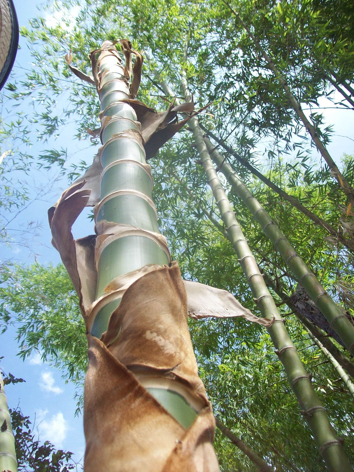 BAMBU, GUADUA. CASAS con diseños biclimáticos y vanguardistas LA GUADUA