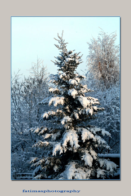 SNOW TREE