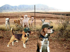Border Patrol Dogs