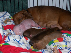 Momma Dachshund and the pig