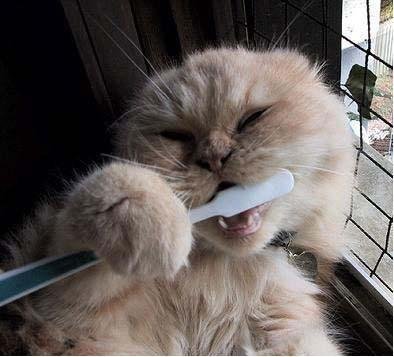 Oral Hygiene is important