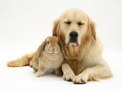 the Dog and the Rabbit