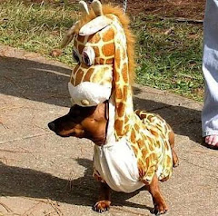 Girrafe in disguise