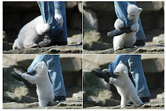 polar bear attack!!