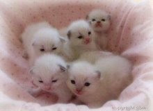 This is SOOOOO Cute!