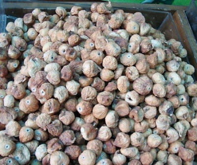Kurma Muda