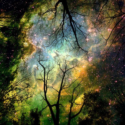[cosmos.jpg]