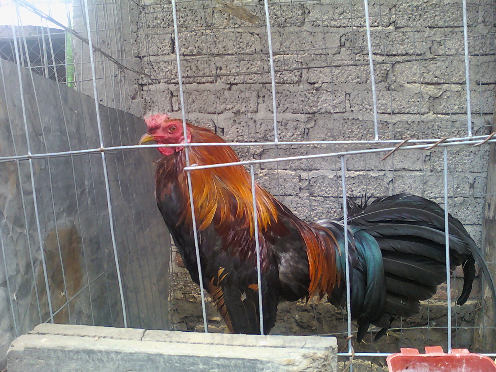 Peleas de gallos Gallos Colorados