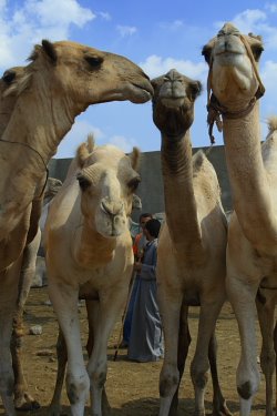 [camel_market.JPG]