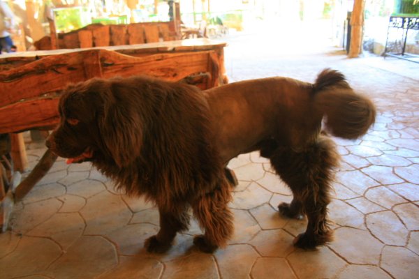 [LionVillage005.JPG]