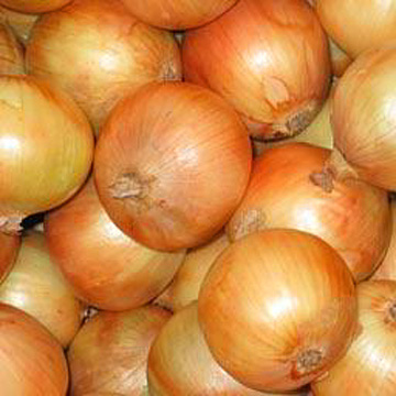 Growing Onions From Seed Growing Onions From Seed
