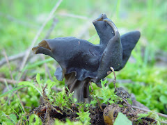 Helvella lacunosa