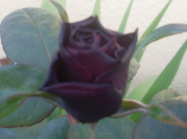 Rosa negra