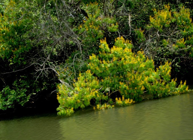Trecho do Rio das Almas na cidade de Jaraguá – no Cerrado do Centro Oeste - Goiás Rio das Almas – Jaraguá-Goiás