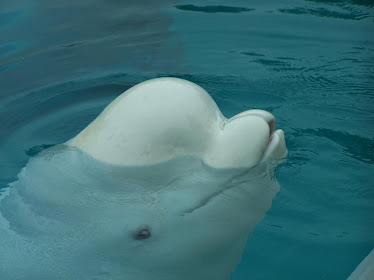 Beluga