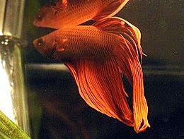 Lukisan Ikan Laga
