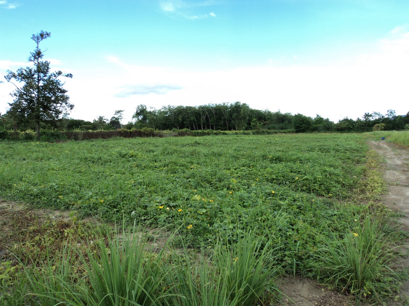 Pertanian Fertigasi Gambar Di Ladang