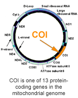 Genes del COI "Citocromo C Oxidasa I"