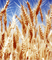 Grains of Gratitude